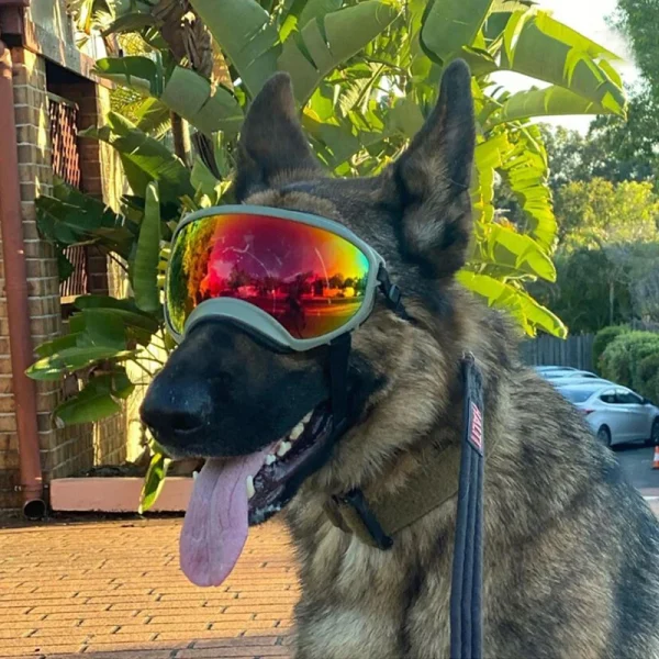 Dog Goggles SungLASSES