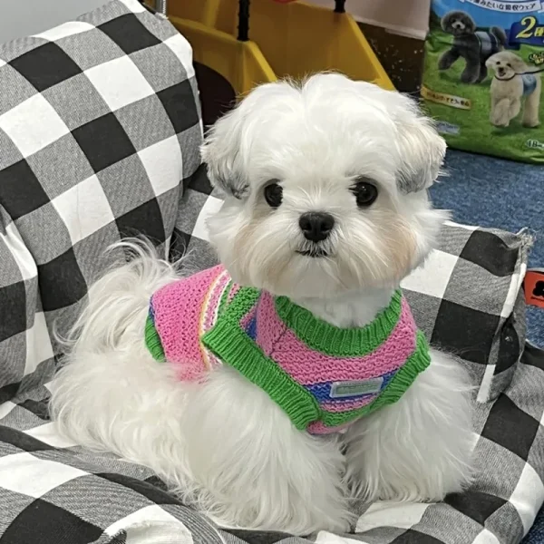 Sleeveless Puppy Sweater